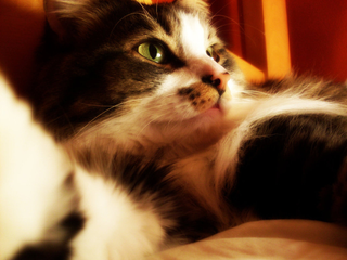 Illustration for article titled Your Cat Makes You Look Like a Dog